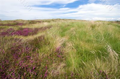 wild island heather