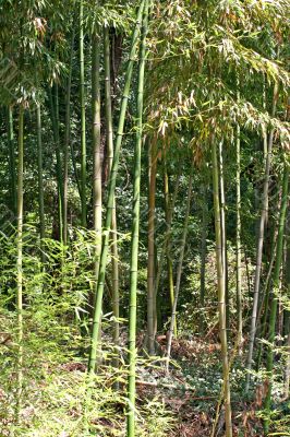 Bamboo Forest