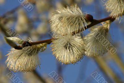 the pussy willow