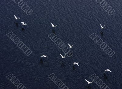 Flight of the white swans