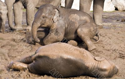 Baby elephants