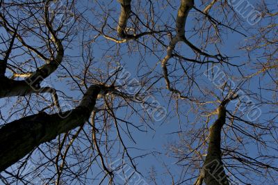 Trees
