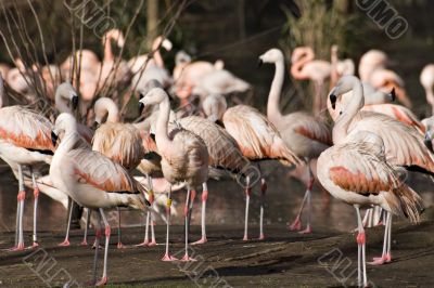 Flamingoes