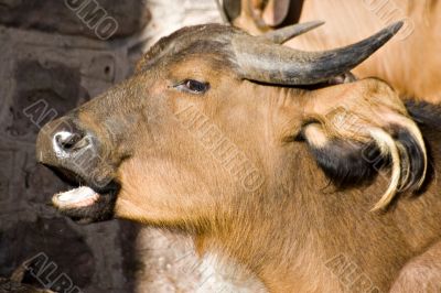 Cpae buffalo