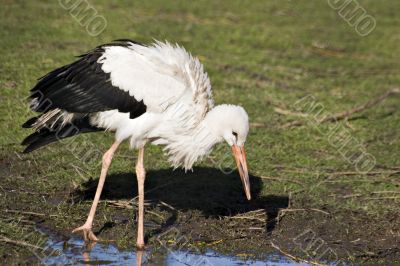 Stork