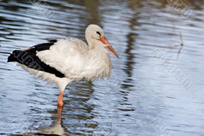 Stork