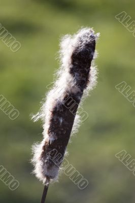 Bulrush