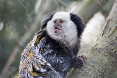 Marmoset