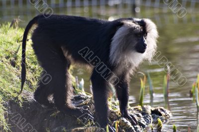 Lion-Tailed Macaque