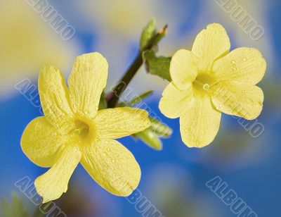 Winter Jasmine