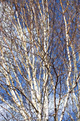Silver birch branches