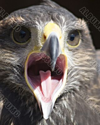 Harris hawk