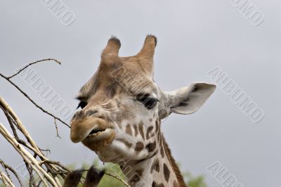 Giraffe