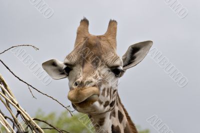 Giraffe