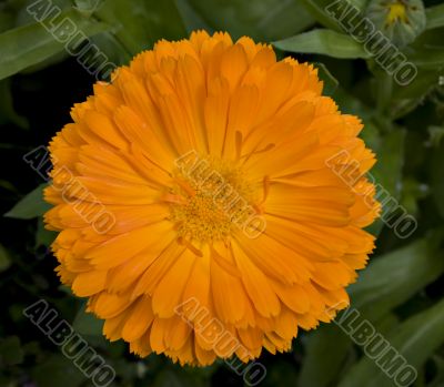 Callendula