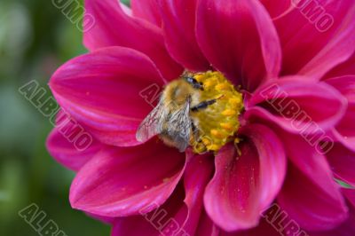 Bee