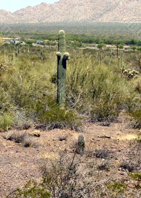  Young Arizona Saguaro Cactus short arms