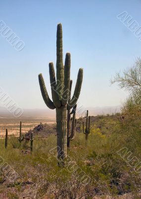  A string of Arizona Saguaro Cactus