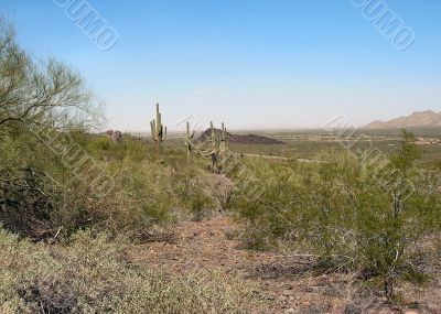  Arizona Saguaro Cactus in Desert Vista