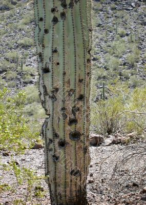  Saguaro close-up full of holes