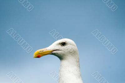 Close up of a seagull