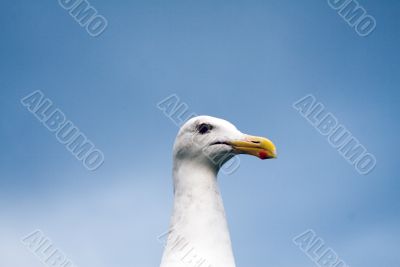 Close up of a seagull
