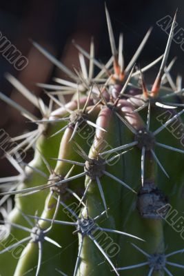 Cactus macro