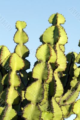 Cactus macro