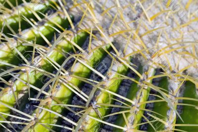 Cactus macro
