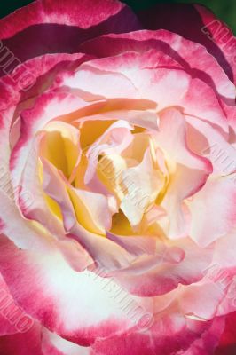 Closeup of a rose