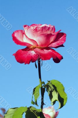 Closeup of a rose