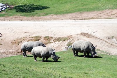 White rhinoceros