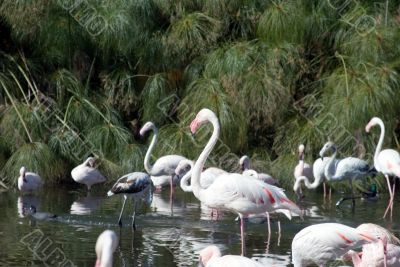 Pink Flamingo
