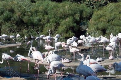 Pink Flamingo