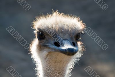 Close up of an Ostrich