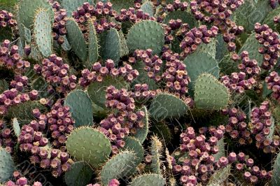 Prickly pear cactus