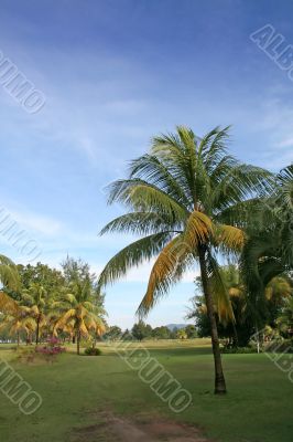 Coconut trees