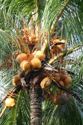 Young coconuts