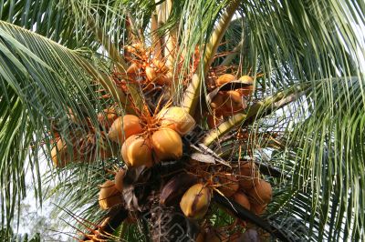 Young coconuts