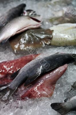 Fresh seafood