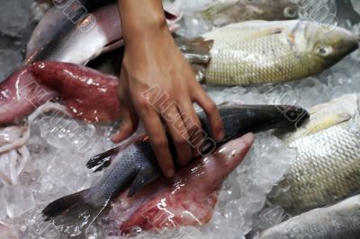 Fresh seafood