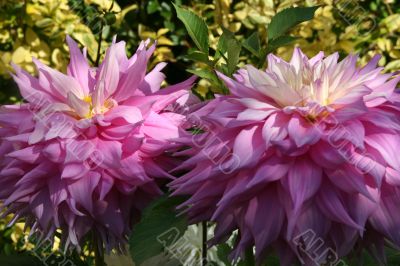 Close-up petals, pink Dahlia
