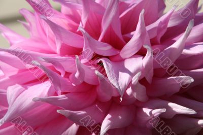 Close-up petals, pink Dahlias