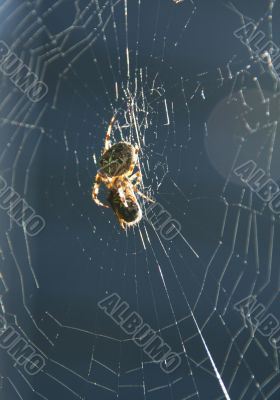 Backlit spider in garden web