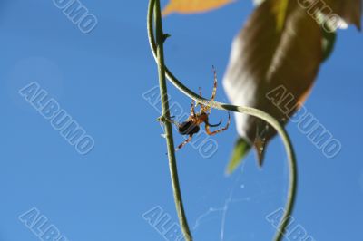 Backlit spider in garden web	