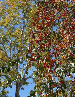 Red berries in tree