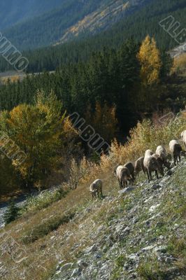 Mountain sheep