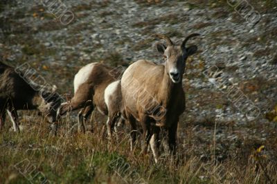 Mountain sheep