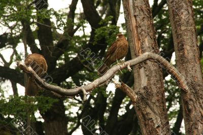 Chimango Caracara
