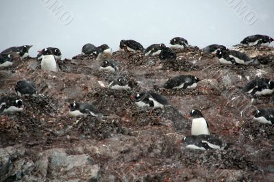 Gentoo penguin colony, nesting birds
